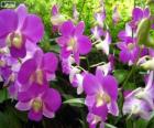 Lila orkide